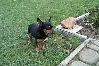 Cztery sunie po pinczerkowatej suni,adopcja!!,  św