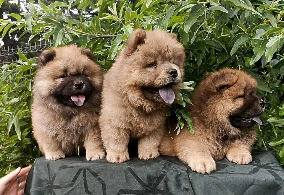 Wzorcowe Chow Chow Czał Czał piękny exterrier rodzice FCI, Opolskie, Krapkowice