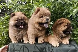 Wzorcowe Chow Chow Czał Czał piękny exterrier rodzice FCI