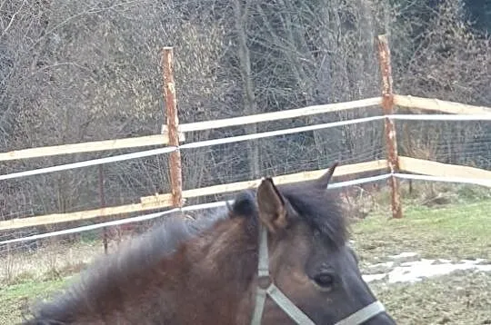 Sprzedam piękną klacz Huculską, Małopolskie, Gorlice