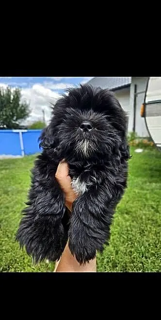 ŚLICZNE SHIH TZU, Łódzkie, Krośniewice