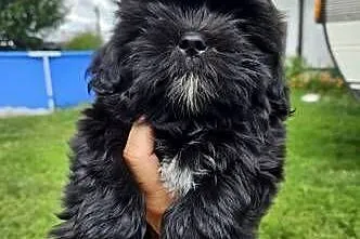 ŚLICZNE SHIH TZU, Łódzkie, Krośniewice