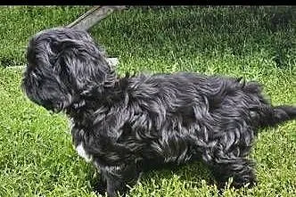 ŚLICZNE SHIH TZU, Łódzkie, Krośniewice