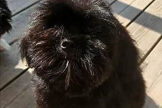 ŚLICZNE SHIH TZU, Łódzkie, Krośniewice