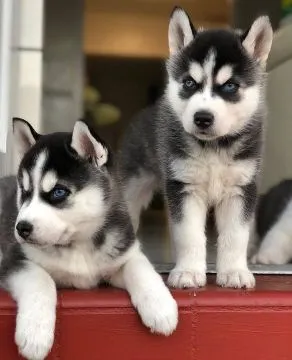 Szczenięta Husky dostępne dla każdego nowego domu................., Małopolskie, Tarnów