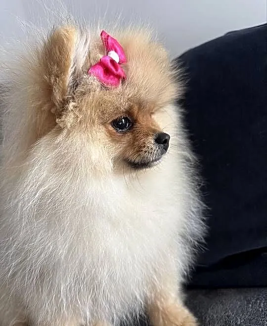 Szpic miniaturowy mini.Pomeranian Lakisha, Pomorskie, Gdańsk