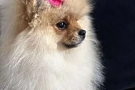 Szpic miniaturowy mini.Pomeranian Lakisha