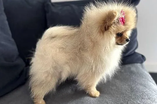 Szpic miniaturowy mini.Pomeranian Lakisha, Pomorskie, Gdańsk
