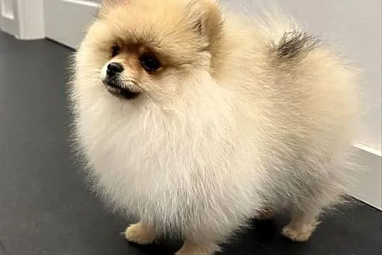 Szpic miniaturowy mini.Pomeranian Lakisha, Pomorskie, Gdańsk