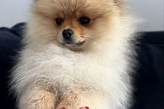 Szpic miniaturowy mini.Pomeranian Lakisha, Pomorskie, Gdańsk