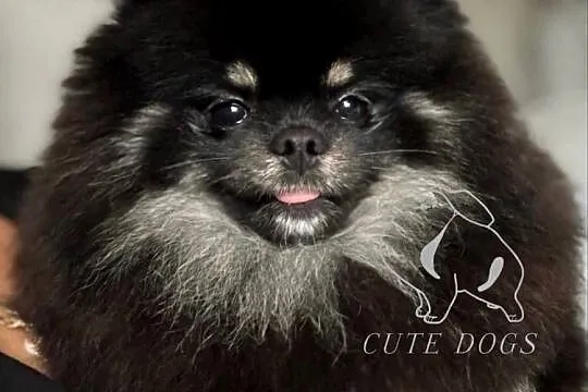 Szpic miniaturowy mini.Pomeranian Lakisha, Pomorskie, Gdańsk