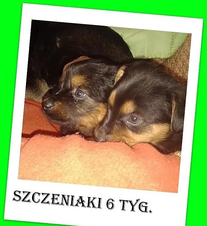 Szczeniaki 6 tyg.suczki średnie docelowo.ADOPCJA