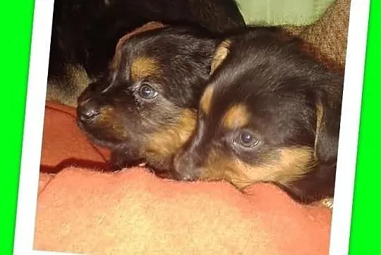 Szczeniaki 6 tyg.suczki średnie docelowo.ADOPCJA