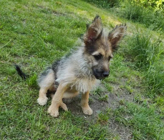 Klara - 12 tygodniowa terier mix szuka domu  Klara zwana Chmurką, w typie teriera. Słodziak i przytu, , Warszawa