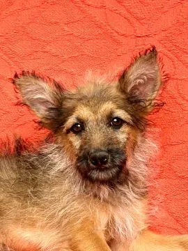 Klara - 12 tygodniowa terier mix szuka domu  Klara zwana Chmurką, w typie teriera. Słodziak i przytu, , Warszawa