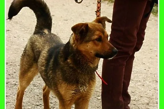 Młody, waga 12 kg ,energiczny pies RUDY,kontaktowy