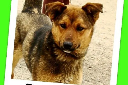 Młody, waga 12 kg ,energiczny pies RUDY,kontaktowy