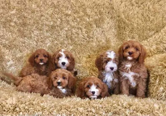 Szczenięta Pudle do adopcji Urocze szczenięta Pudle do adopcji e-mail: {{biancalaura905@gmail.com}}