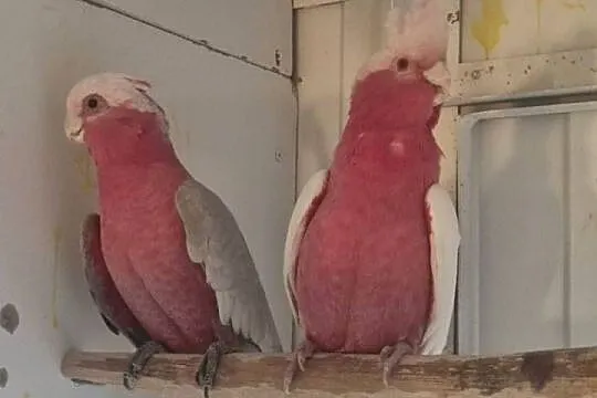 Kakadu różowe para lęgowa