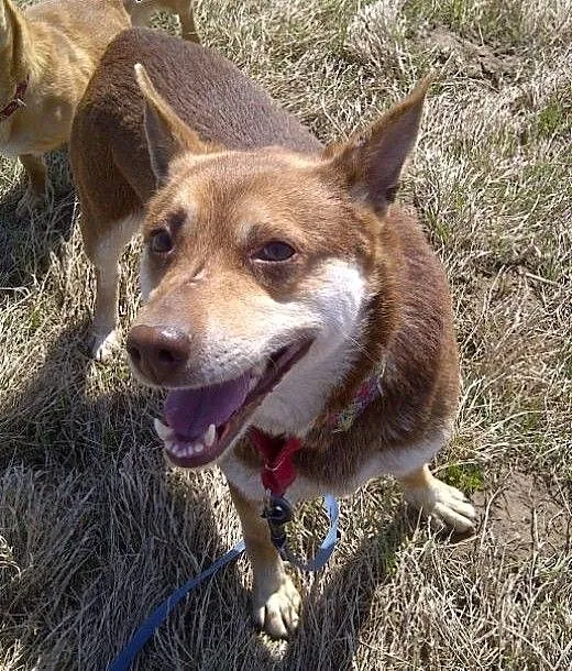 Czekoladowa Iwka w typie husky szuka domu!, małop