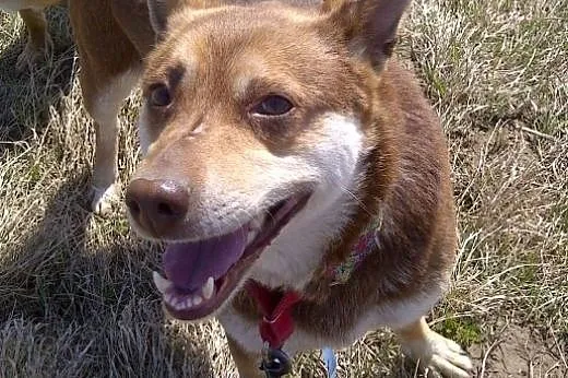 Czekoladowa Iwka w typie husky szuka domu!, małopolskie Kraków