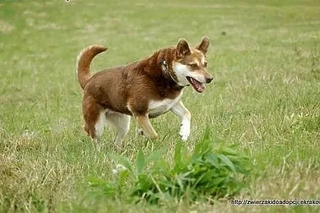 Czekoladowa Iwka w typie husky szuka domu!,  małop