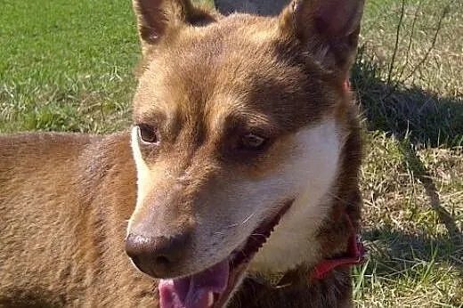 Czekoladowa Iwka w typie husky szuka domu!,  małop