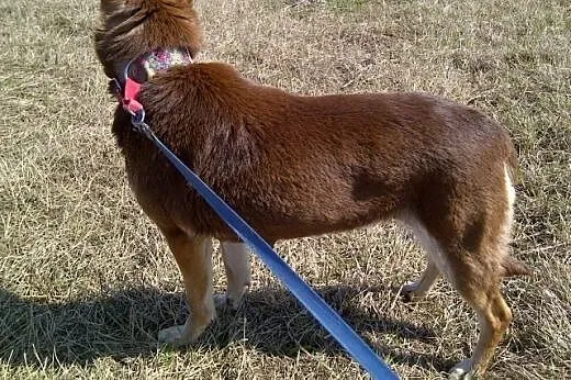 Czekoladowa Iwka w typie husky szuka domu!,  małop