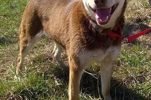 Czekoladowa Iwka w typie husky szuka domu!,  małop