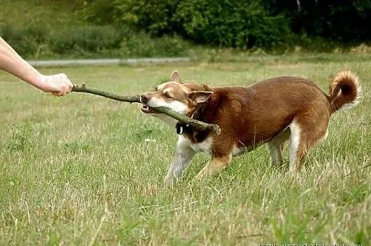 Czekoladowa Iwka w typie husky szuka domu!,  małop