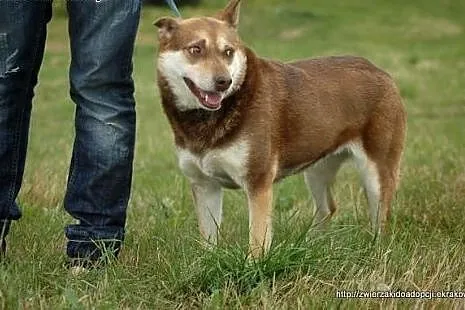 Czekoladowa Iwka w typie husky szuka domu!,  małop
