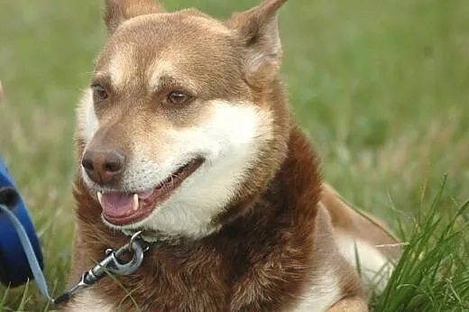 Czekoladowa Iwka w typie husky szuka domu!,  małop
