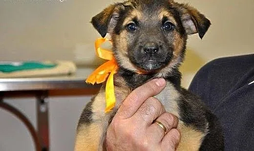 2 mies Konstancja czeka na troskliwy dom!, mazowi