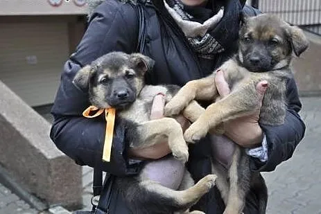 2 mies Konstancja czeka na troskliwy dom!,  mazowi