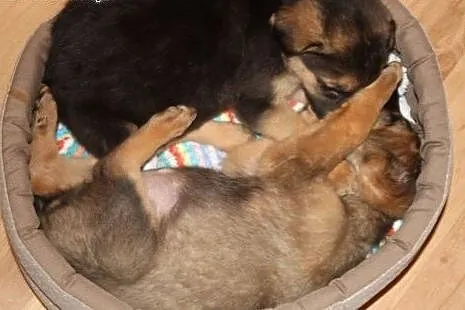 2 mies Konstancja czeka na troskliwy dom!,  mazowi