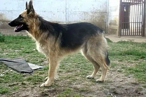 Asia - sunia w typie Owczarka Niemieckiego po prze