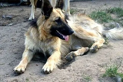 Asia - sunia w typie Owczarka Niemieckiego po prze