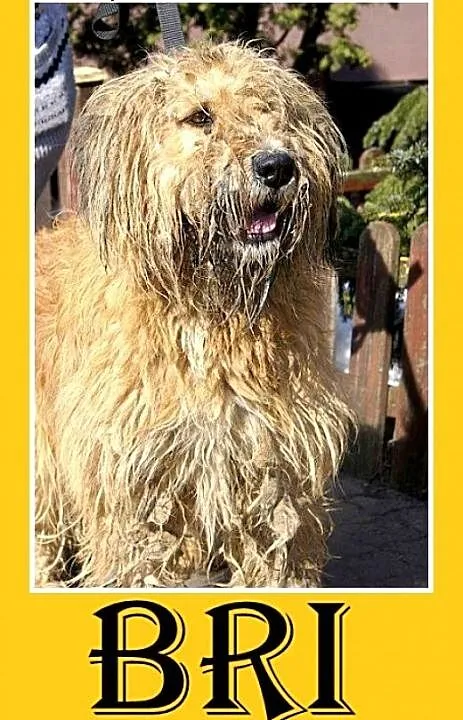 Briard mix,duży kudłacz BRI,łagodny,przyjazny pies