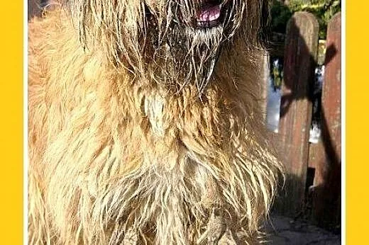Briard mix,duży kudłacz BRI,łagodny,przyjazny pies