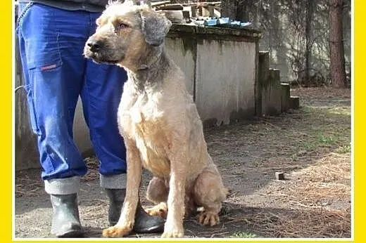 Briard mix,duży kudłacz BRI,łagodny,przyjazny pies