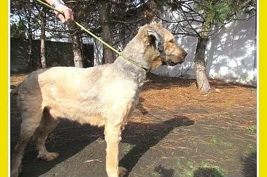 Briard mix,duży kudłacz BRI,łagodny,przyjazny pies