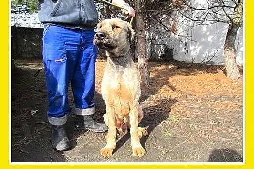 Briard mix,duży kudłacz BRI,łagodny,przyjazny pies