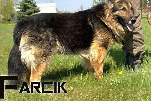 Farcik szuka domu,  mazowieckie Warszawa