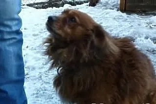 Puszek wyrzucony z samochodu szuka domu