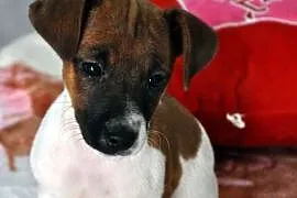 Jack Russell Terrier suczka.,  mazowieckie Sochacz, Sochaczew
