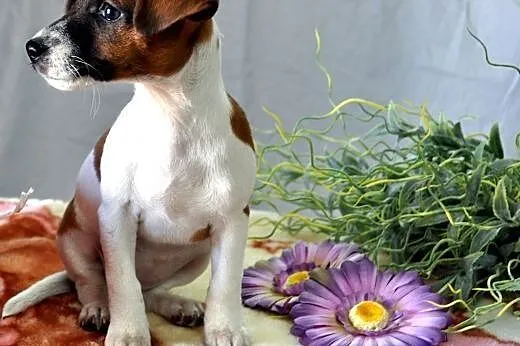 Jack Russell Terrier suczka.,  mazowieckie Sochacz
