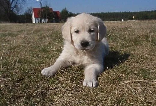 Golden retriever, dolnośląskie Jelcz-Laskowice