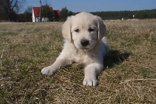 Golden retriever,  dolnośląskie Jelcz-Laskowice