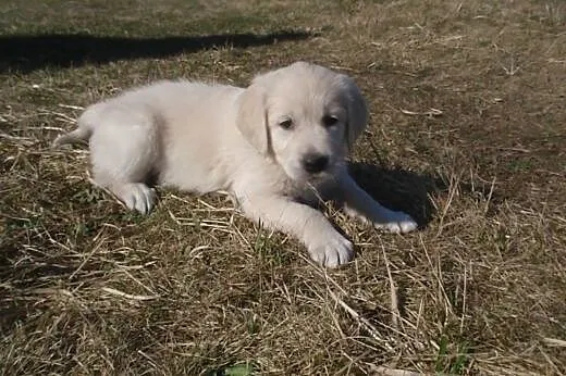 Golden retriever,  dolnośląskie Jelcz-Laskowice