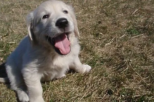 Golden retriever,  dolnośląskie Jelcz-Laskowice